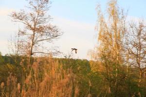 vliegend eenden tegen een avond landschap foto