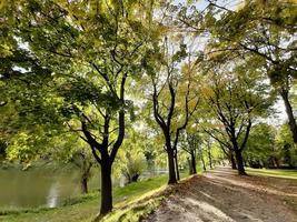 wandelen Aan een mooi voorjaar dag in de park foto