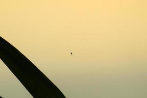 spin silhouet in de gras Bij zonsondergang foto