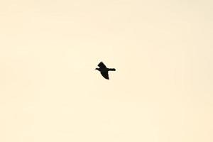 vogel silhouet in vlucht Bij zonsondergang foto