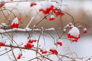 rood en oranje bessen Aan een boom in winter foto