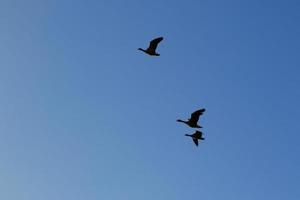 wild gans flaying in de buurt de Donau water stroom foto