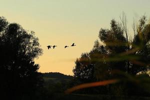 wild gans flaying in de buurt de Donau water stroom foto