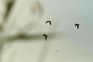 kudde van wild ganzen silhouet Aan een blauw lucht foto