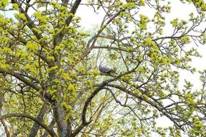 een gemeenschappelijk hout duif zittend Aan de Afdeling van een boom foto