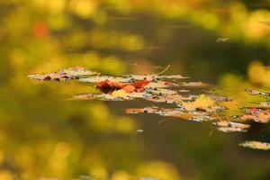 oktober atumn esdoorn- blad drijvend Aan water foto