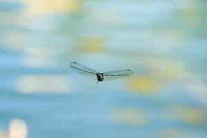 libel in vlucht in de buurt de water stroom foto