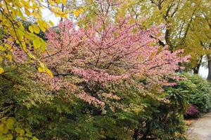 herfst bladeren en bomen in de park foto