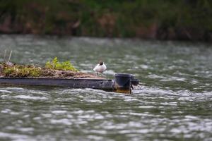 een meeuw aan het eten vis Aan Donau rivier- foto