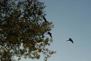 wild gans flaying in de buurt de Donau water stroom foto