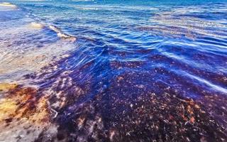 mooi caraïben strand totaal vies vuil naar zeewier probleem Mexico. foto