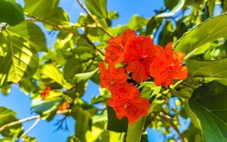 kou cordia subcordata bloeiende boom met oranje bloemen in mexico. foto