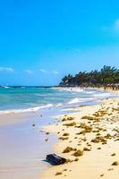 tropisch caraïben strand water zeewier sargazo playa del carmen Mexico. foto