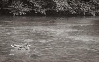 dieren eenden vis turkoois water Plitvice meren nationaal park Kroatië. foto