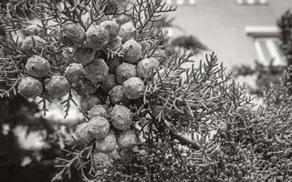 groen middellandse Zee planten en bloemen met groen natuurlijk achtergrond Kroatië. foto