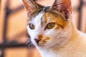 mexicaans wit kattenportret dat er mooi en schattig uitziet in mexico. foto