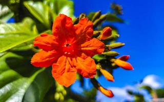kou cordia subcordata bloeiende boom met oranje bloemen in mexico. foto