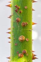 jong groen mooi kapok boom ceiba boom met stekels Mexico. foto