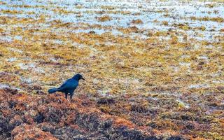 grote staart gracieus vogel vogelstand aan het eten sargazo Aan strand Mexico. foto