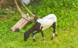 geiten schapen in de land Aan gazon in puerto escondido Mexico. foto