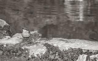 plitvice meren nationaal park kroatië vogel en helder turkoois water. foto