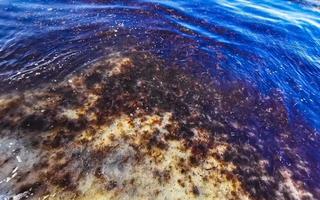 mooi caraïben strand totaal vies vuil naar zeewier probleem Mexico. foto