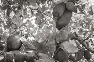 jackfruit groeit op jack tree in rio de janeiro brazilië. foto