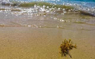 tropisch caraïben strand water zeewier sargazo playa del carmen Mexico. foto