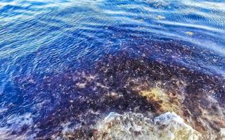 mooi caraïben strand totaal vies vuil naar zeewier probleem Mexico. foto