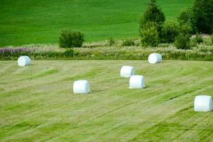 landschap in de zomer foto