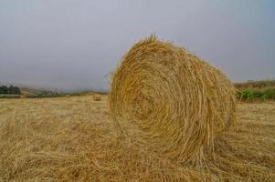 landschap in de zomer foto