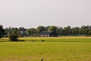 landschap in de zomer foto