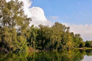 toneel- visie van de bossen foto