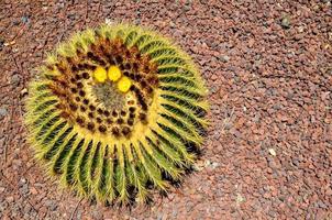 visie met cactus foto