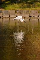 reiger Aan de water foto