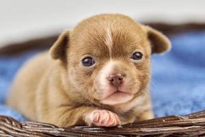 chihuahua puppy in mand. foto