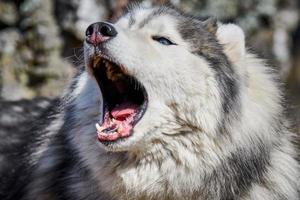 Siberisch schor hond profiel portret met zwart grijs wit jas kleur, schattig blaffen slee hond ras foto