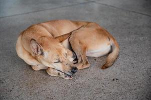 dakloos hond slapen Aan de verdieping foto