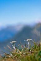 de beschermde edelweiss berg bloem Aan de Bergamo Alpen. foto