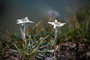 de beschermde berg bloem edelweiss een paar foto