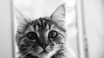 detailopname portret van een grijs gestreept huiselijk kat.afbeelding voor veterinair klinieken, sites over katten, voor kat voedsel. foto