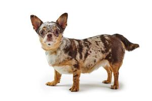 dik kort haren bruin chihuahua hond met groot oren geïsoleerd Aan wit achtergrond schattig chihuahua hond foto