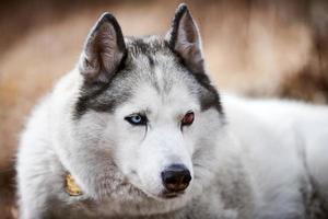 Siberisch schor hond met oog letsel dichtbij omhoog portret mooi schor hond met zwart wit jas kleur foto
