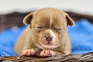 slaperig chihuahua puppy in mand foto