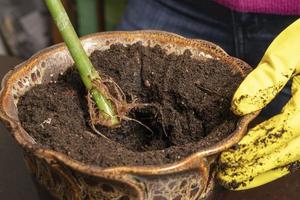 handen in rubber handschoenen houden een bloem stam met een gekiemd wortel systeem over- een keramisch bloem pot met vruchtbaar bodem foto