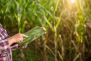 boer in maïs veld- gebruik makend van digitaal tablet voor slim landbouw. innovatie technologie voor slim boerderij systeem, landbouw beheer. concept van slim landbouw modern agrarisch bedrijf. foto