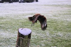 een visie van een harris havik in vlucht foto