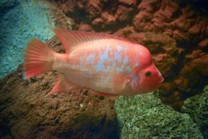 amphilophus citrinellus vis zwemmen, koraal rif in achtergrond foto