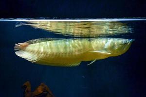 arowana vis zwemmen hieronder water oppervlakte foto