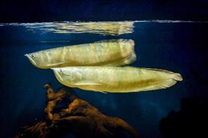 twee arowana vis zwemmen in aquarium foto